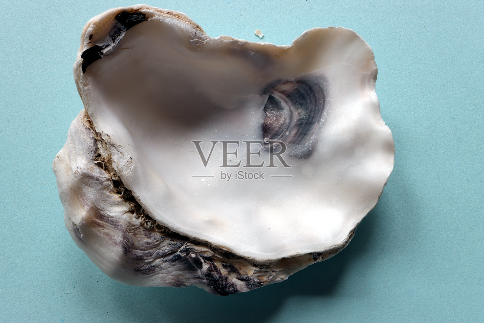 聚焦堆叠的牡蛎壳特写,呈现珍珠白、棕色和灰色调照片摄影图片