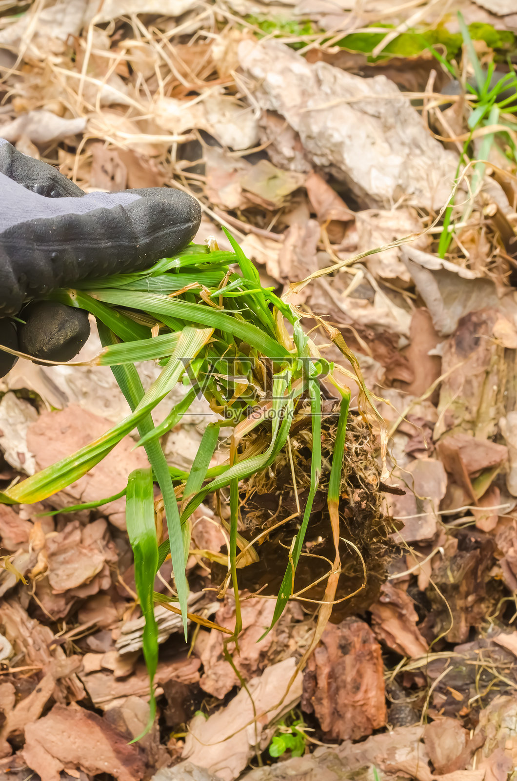 手动拔除覆盖在干叶上的花园土壤中的绿色杂草及其根部照片摄影图片