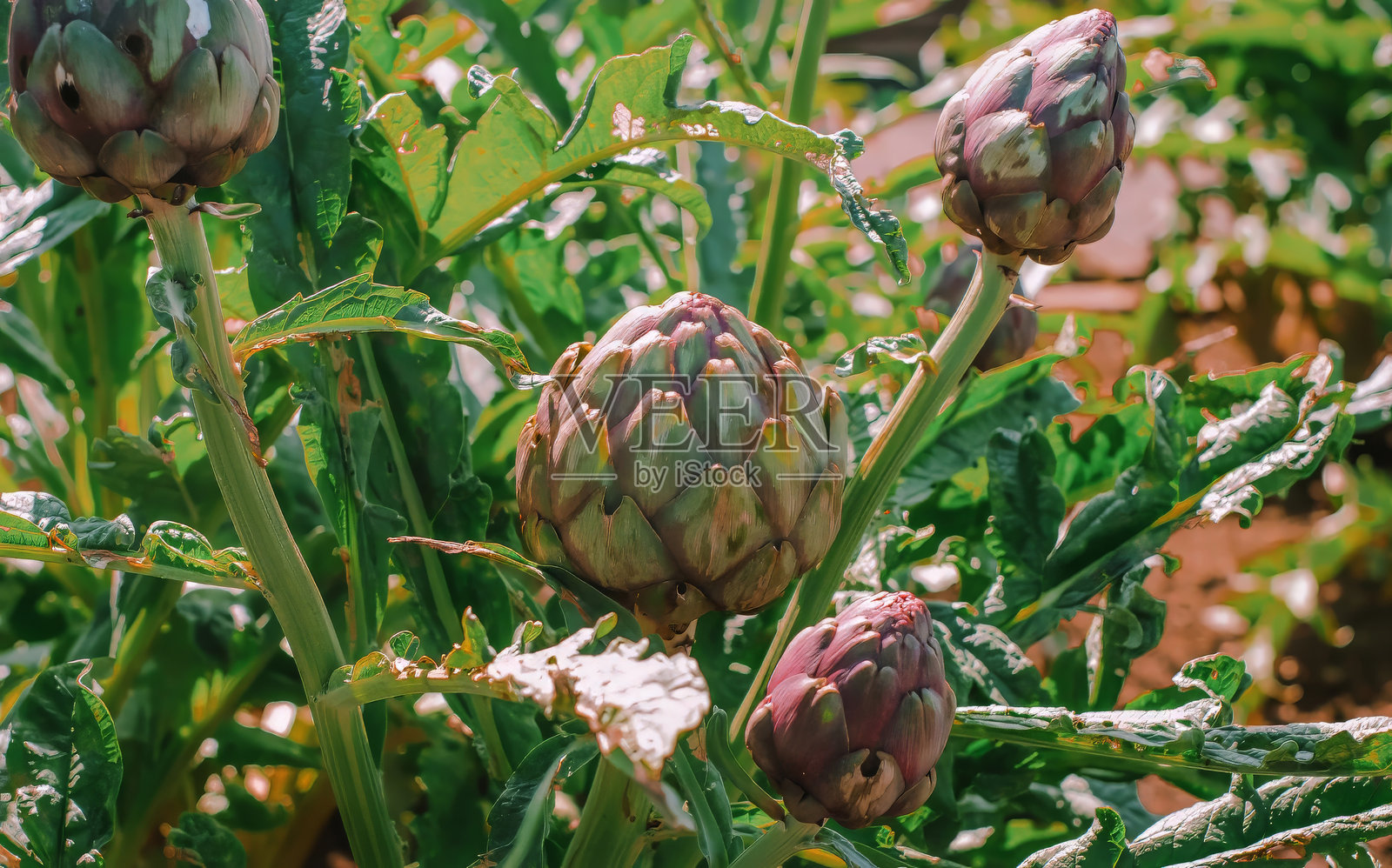 阳光明媚的花园中,鲜嫩的朝鲜蓟在植物上生长的特写。照片摄影图片