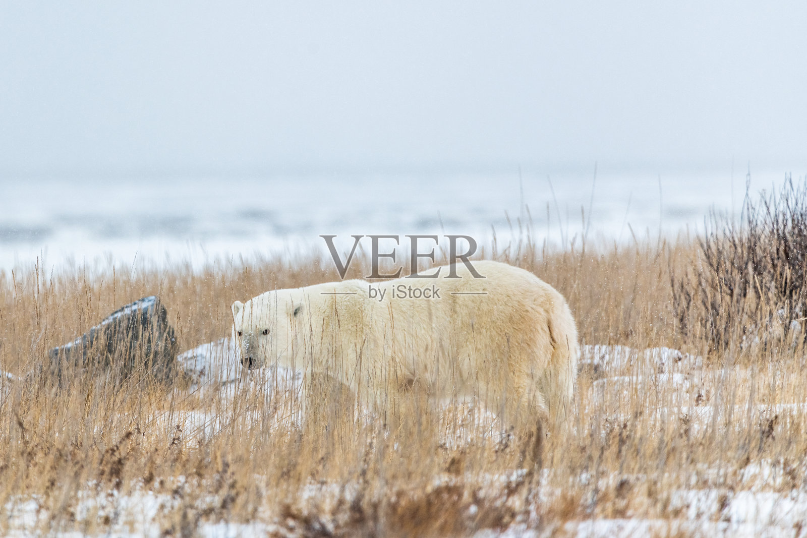 一只孤独的雄性北极熊在加拿大北极的冰雪覆盖的景观中行走,正迁徙到冰冷的海洋,寻找冬季捕猎的海冰。拍摄于曼尼托巴省的丘吉尔。照片摄影图片
