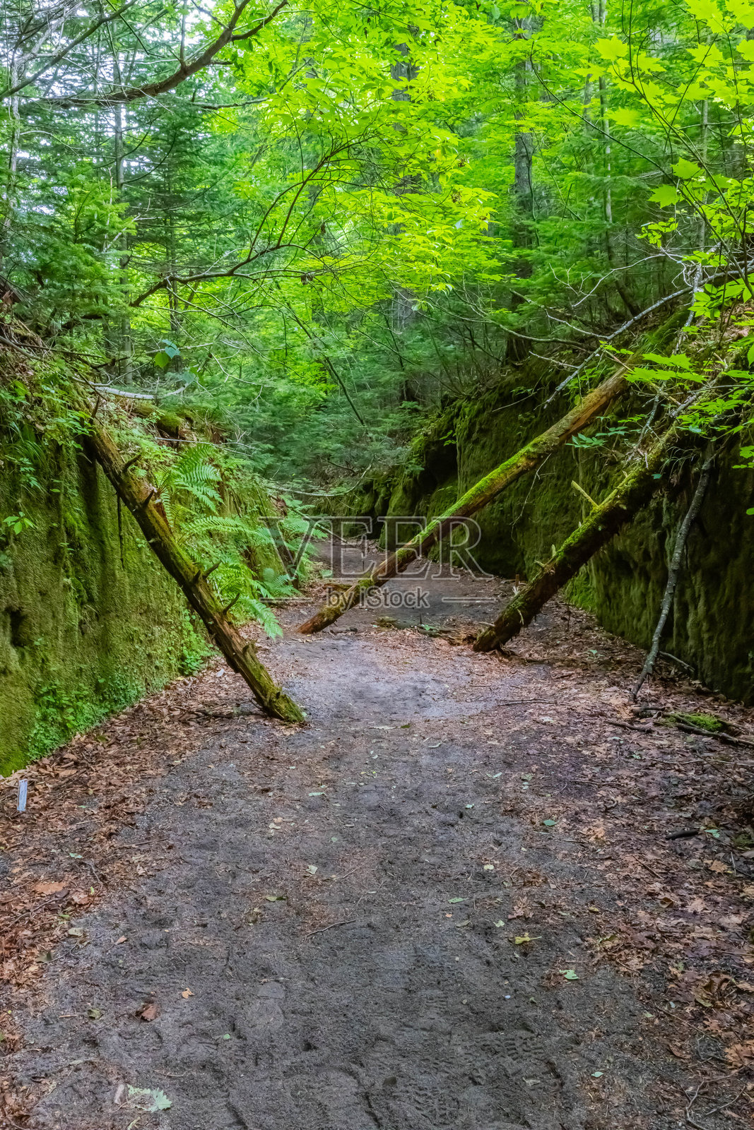 北海道支笏湖附近的苔藓走廊照片摄影图片