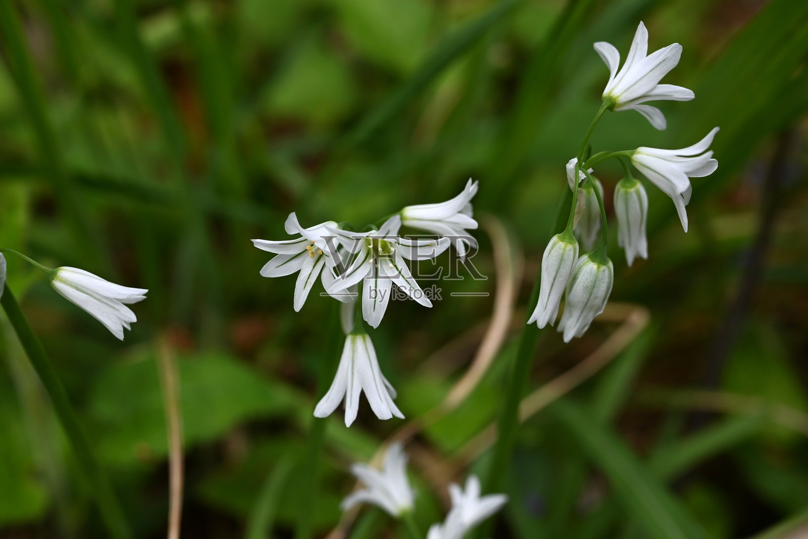 白花洋葱(Alium triquetrum)花。石蒜科球根植物。照片摄影图片