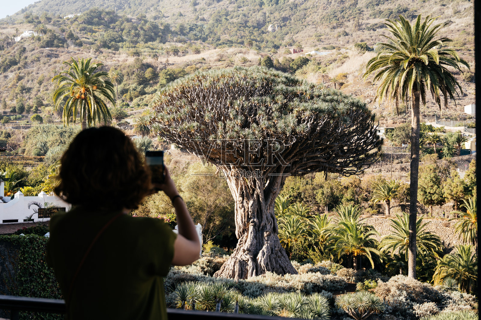 女性在特内里费的伊科德德洛斯维诺斯捕捉古老龙血树的美丽照片摄影图片