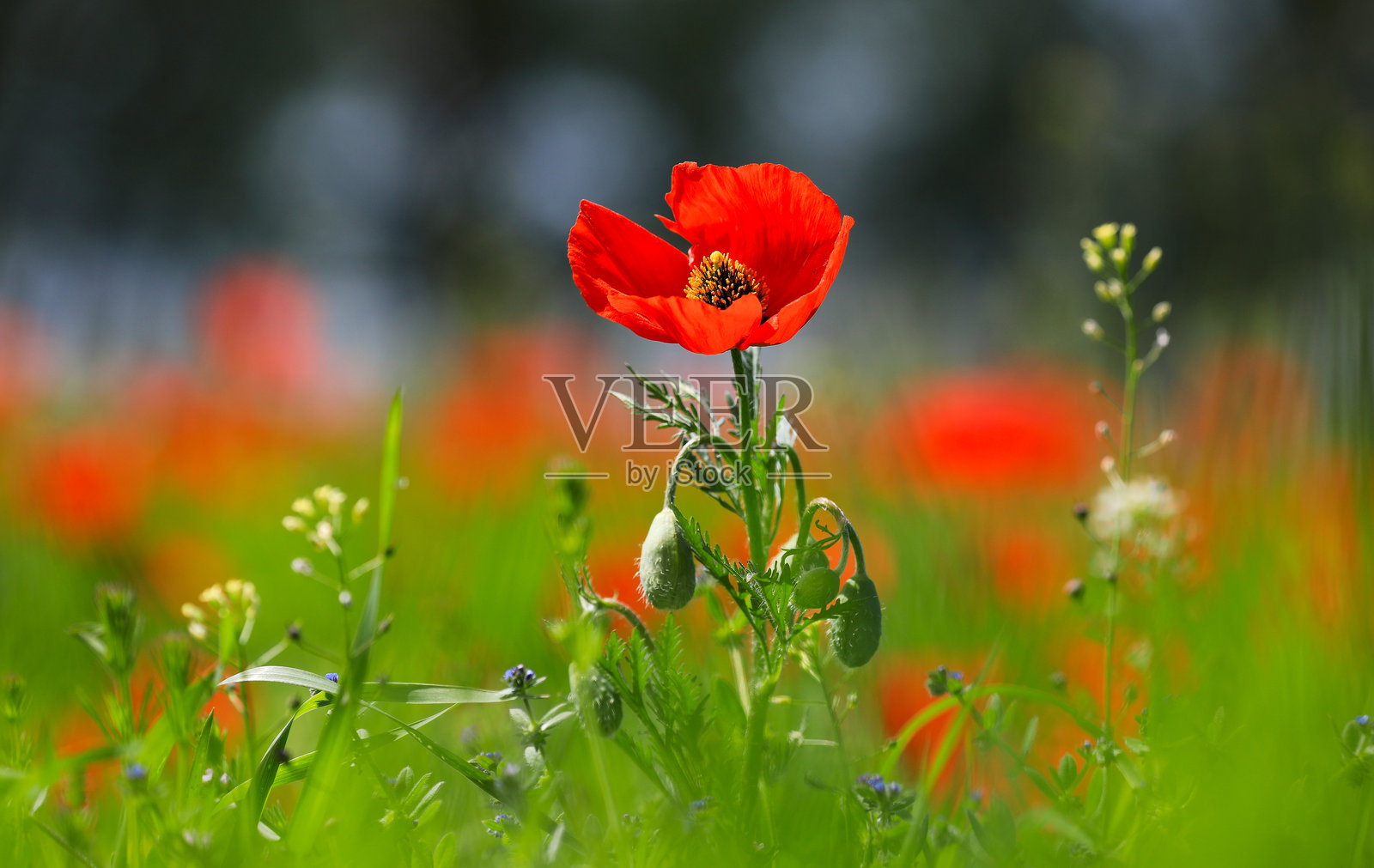 罂粟花田照片摄影图片