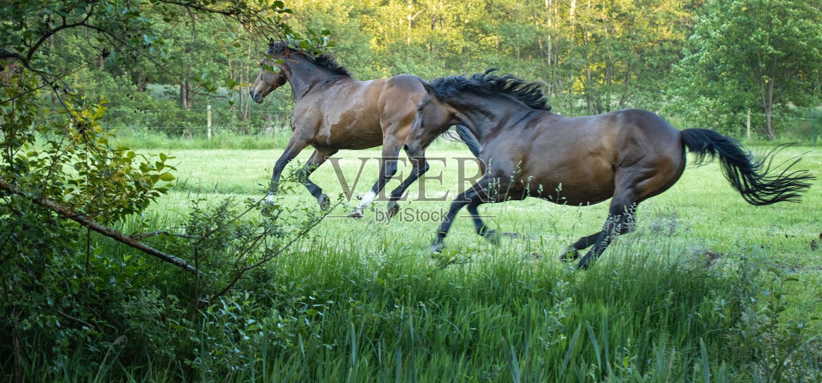 在树木环绕的草地上,马儿在吃草和奔跑。照片摄影图片