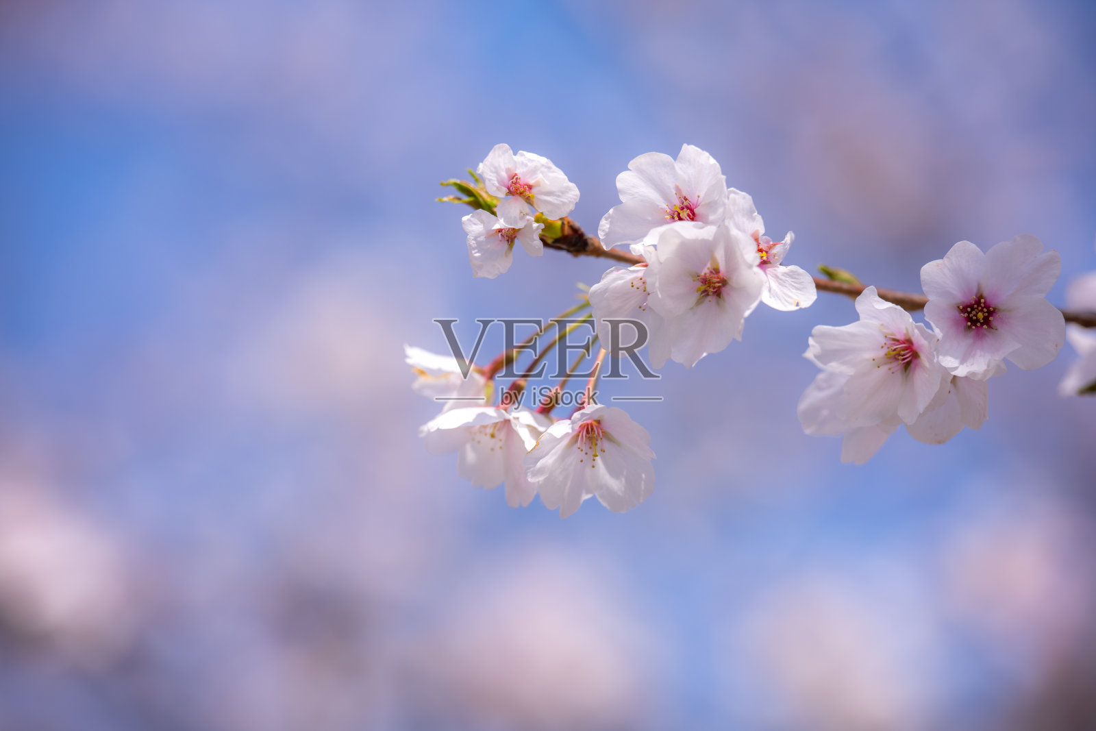 日本的樱花季节照片摄影图片