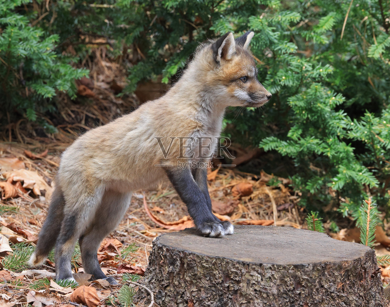森林中的红狐幼崽肖像照片摄影图片