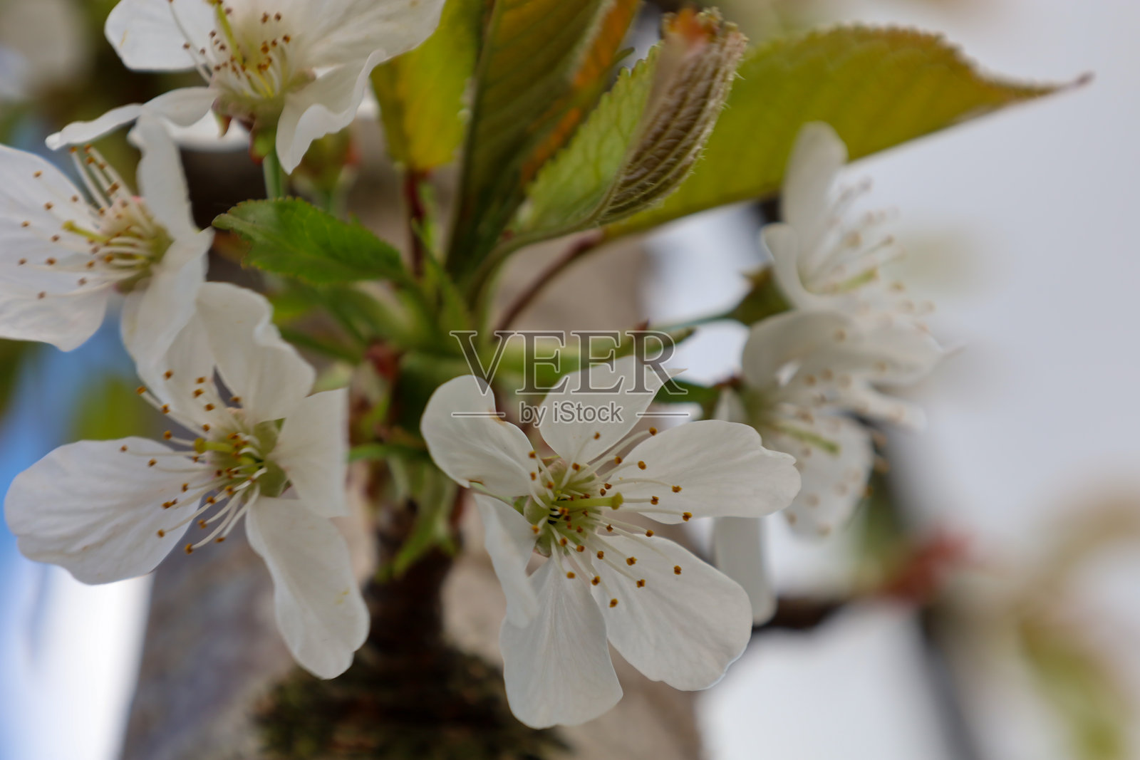 白色樱花特写,花朵有五片细腻的白色花瓣,中央有黄色的雄蕊和棕色的花药。树枝呈浅棕色,表面不平整,生长着绿色的苔藓状物。照片摄影图片