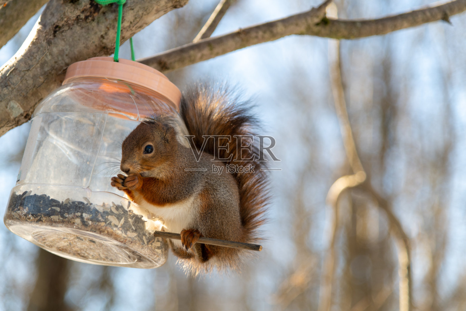 冬季雪景中,松鼠在鸟食器上觅食照片摄影图片
