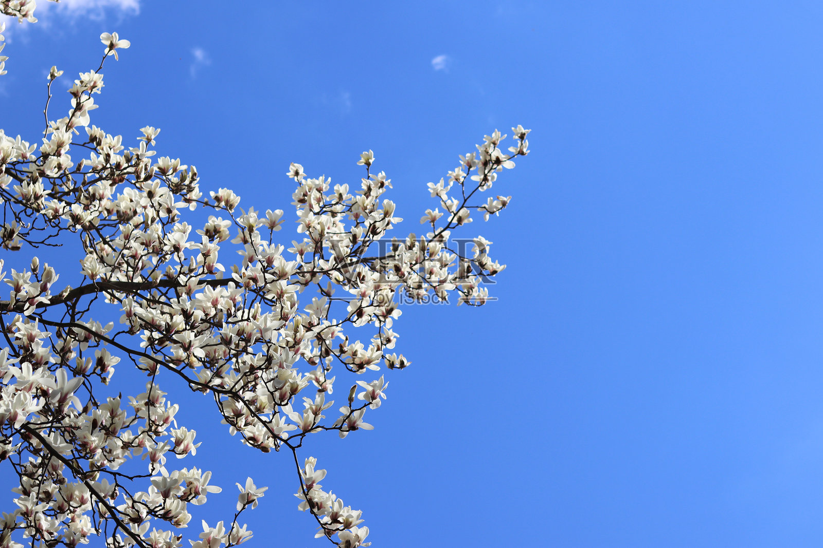 盛开的白玉兰树与天空相映照片摄影图片