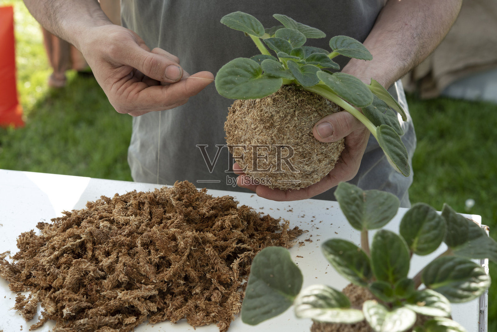 苔球是一种土球,外面覆盖着苔藓,上面生长着观赏植物。在日本庭园中非常受欢迎。照片摄影图片