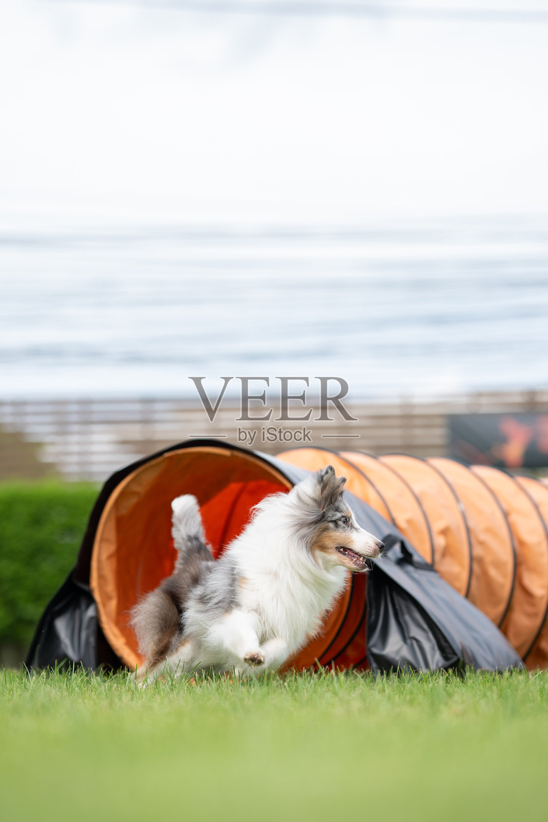 谢特兰牧羊犬在户外训练中快速跑出敏捷隧道照片摄影图片