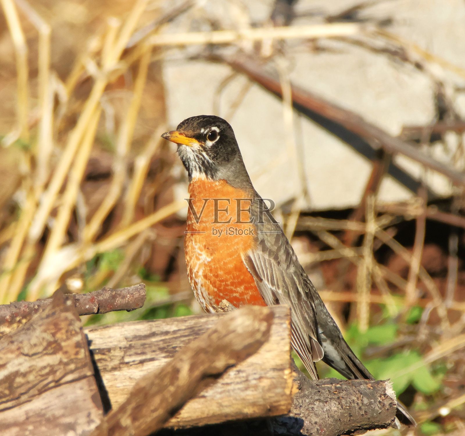 美洲知更鸟栖息在原木上,背景自然。照片摄影图片
