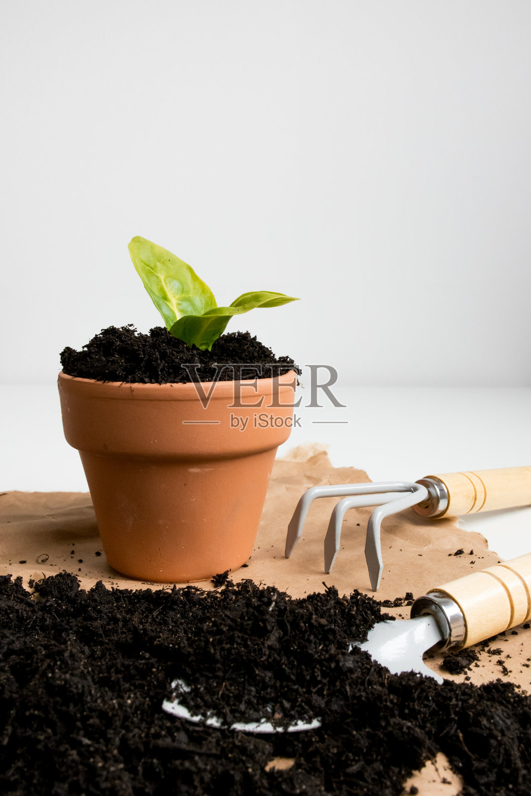 白色背景上有土壤和园艺工具的陶土花盆中的幼苗照片摄影图片