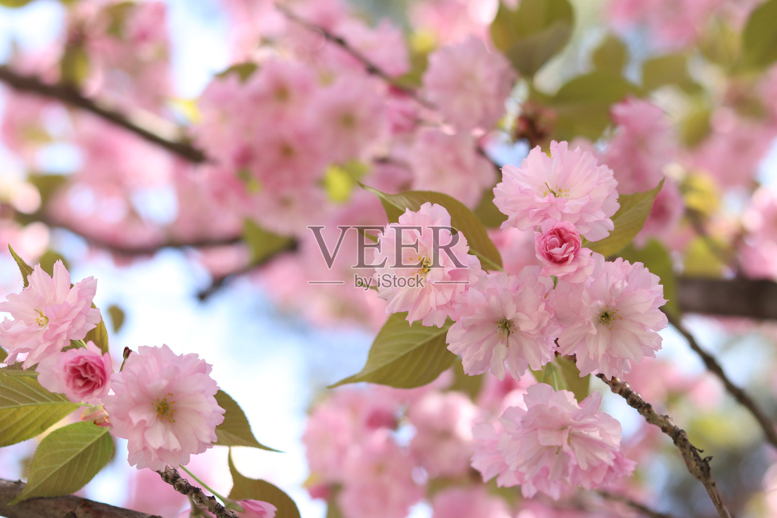 樱花盛开照片摄影图片