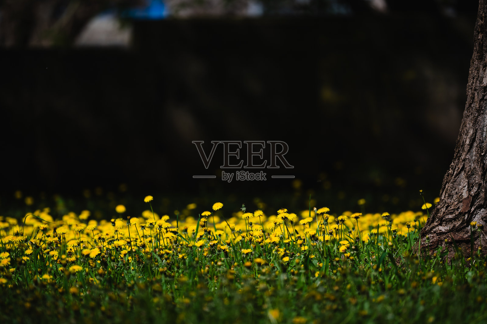 春天树下的黄色蒲公英田野照片摄影图片