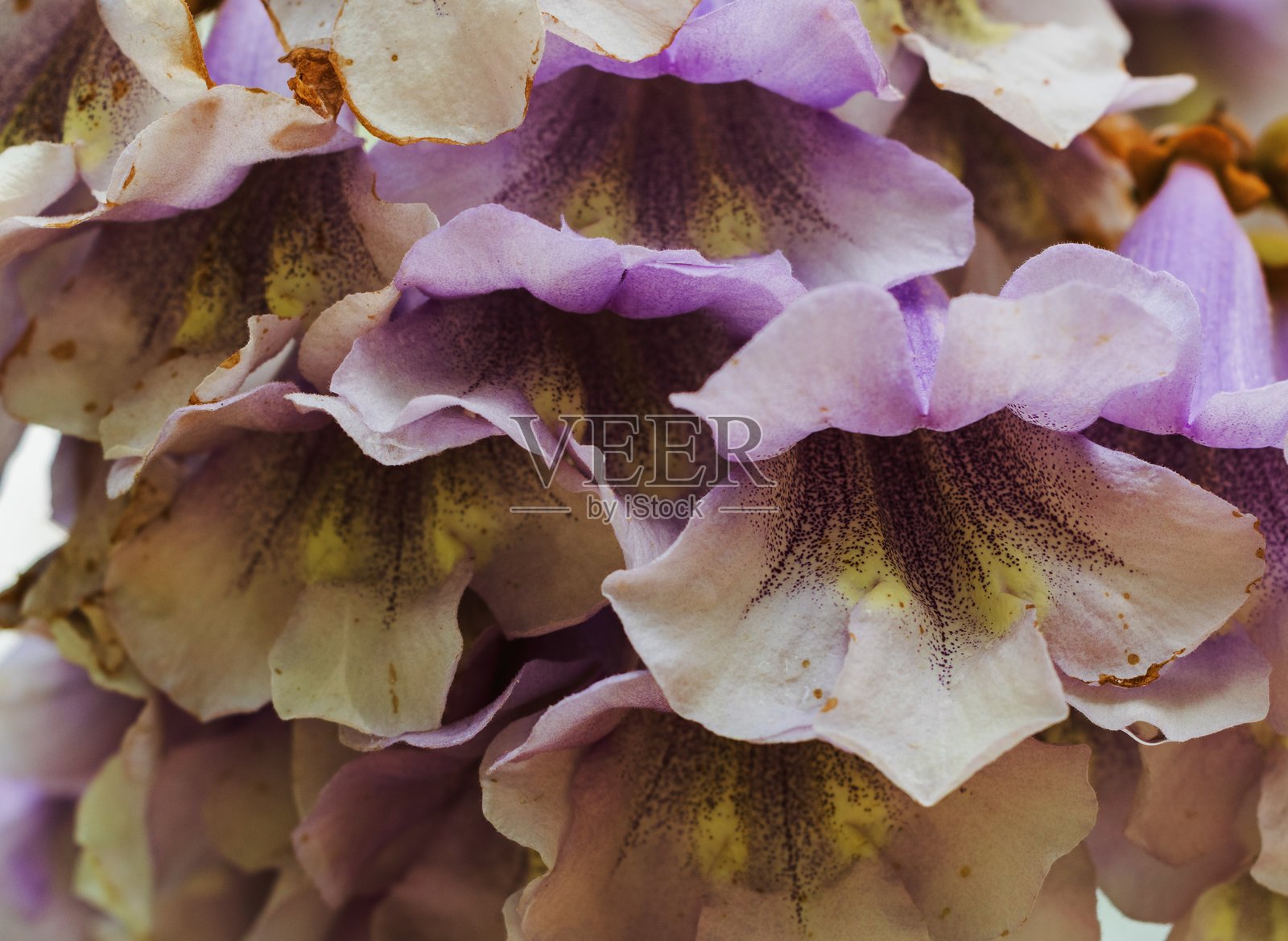 蓝钟花树的特写照片照片摄影图片