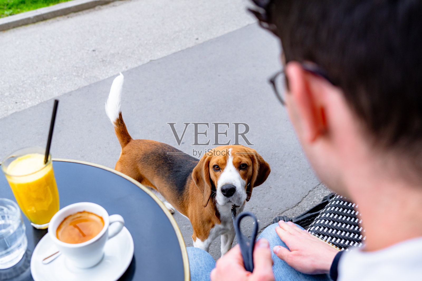 比格犬在户外咖啡桌旁乞求食物照片摄影图片