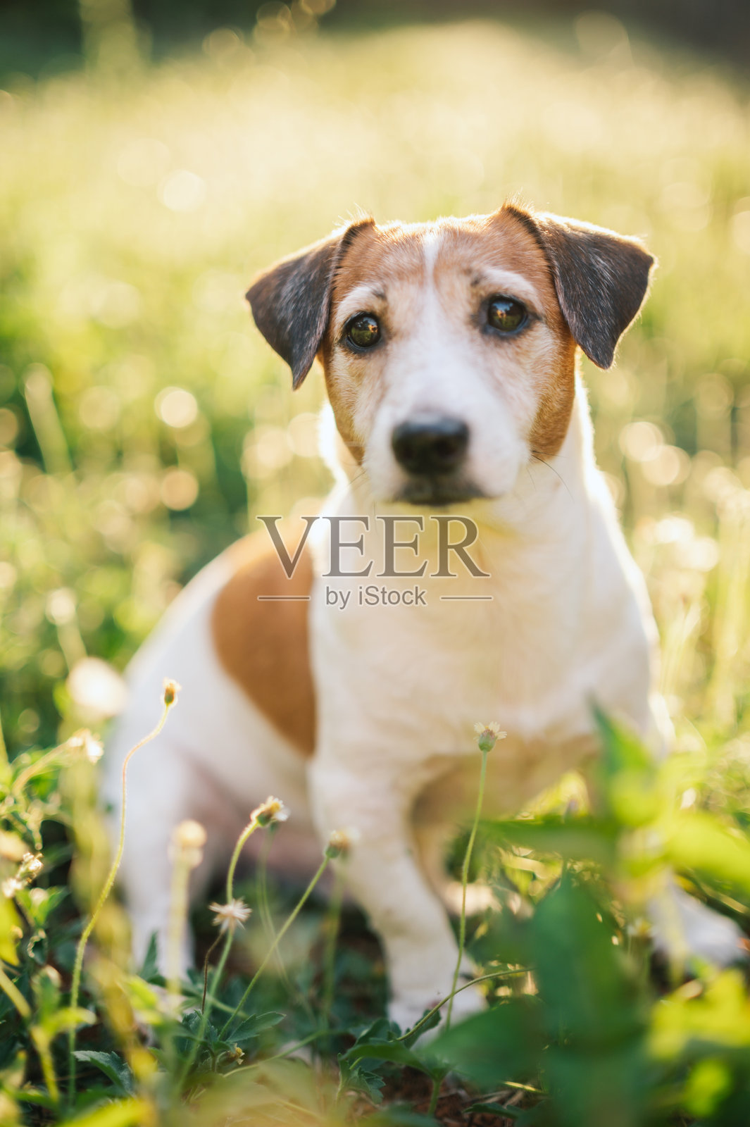 在黄金时刻拍摄的杰克罗素犬面部特写,令人心动。照片摄影图片