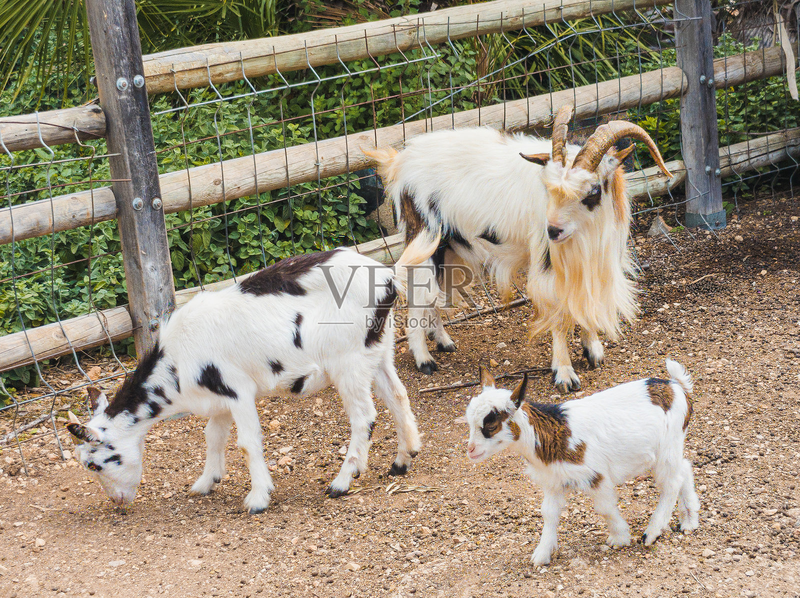 家庭照片摄影图片