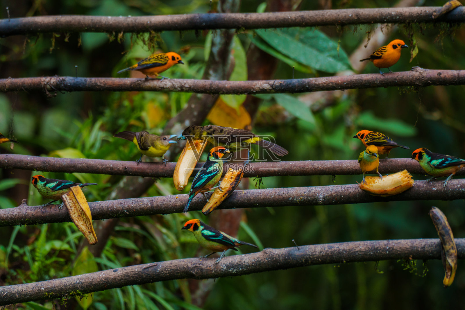 厄瓜多尔明多鸟类观察中心的鸟类观察照片摄影图片
