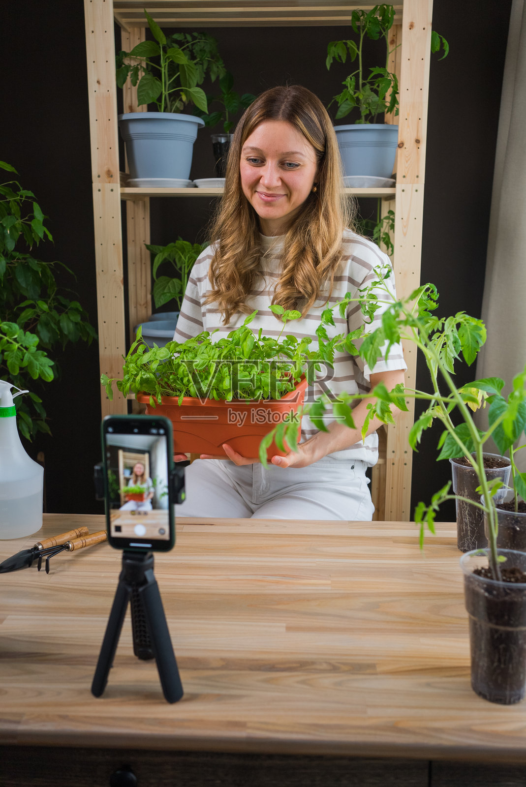 女博主在她的内花园里用智能手机录制视频,手里拿着一盆新鲜的香草,周围是盆栽植物和园艺工具。照片摄影图片