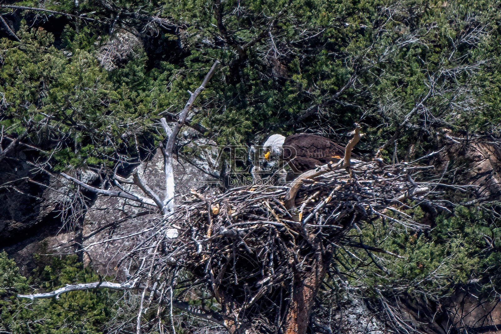 秃头鹰在巢中与她的两只雏鹰照片摄影图片
