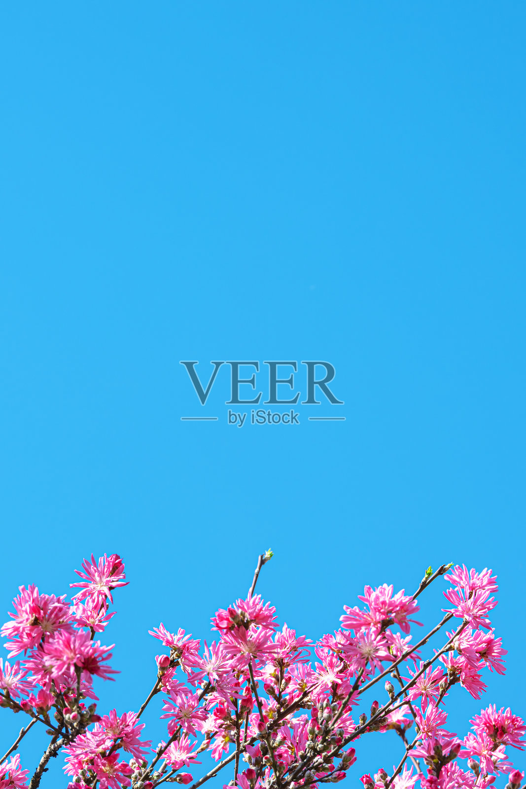 阳光明媚的蓝天下,桃色菊花盛开,留有空白空间的场景照片摄影图片