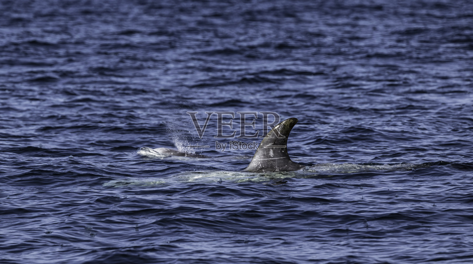 里索海豚(Grampus griseus)是一种海洋哺乳动物和海豚,是Grampus属中唯一的物种。加利福尼亚州蒙特雷的蒙特雷湾。偶蹄目,鲸形亚目,鲸目;海豚科;照片摄影图片