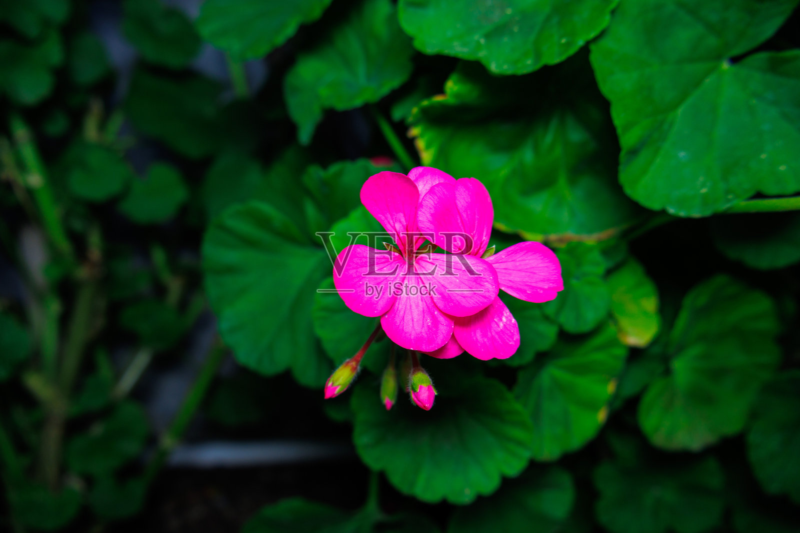 粉色天竺葵花照片摄影图片