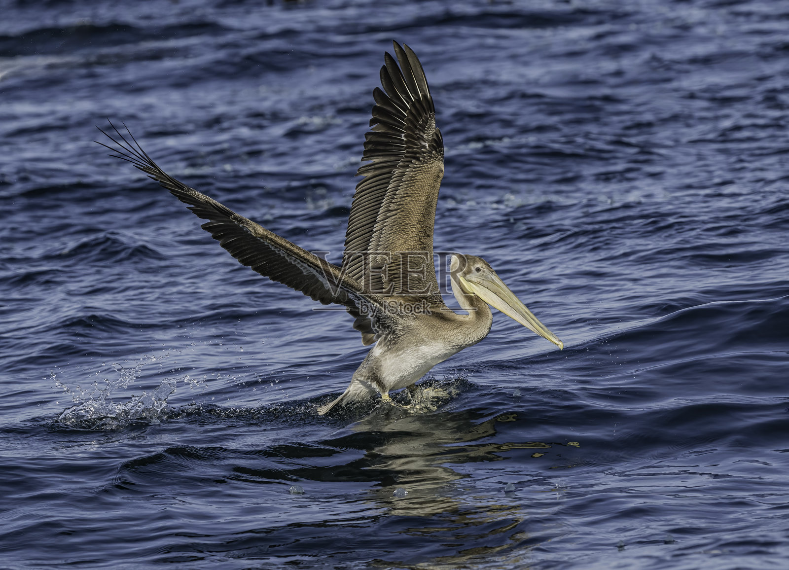 棕色鹈鹕(Pelecanus occidentalis)是鹈鹕科(Pelecanidae)的一种鸟类,是美洲发现的三种鹈鹕之一,也是两种通过潜水捕食的鹈鹕之一。加利福尼亚州蒙特雷的蒙特雷湾。起飞。照片摄影图片