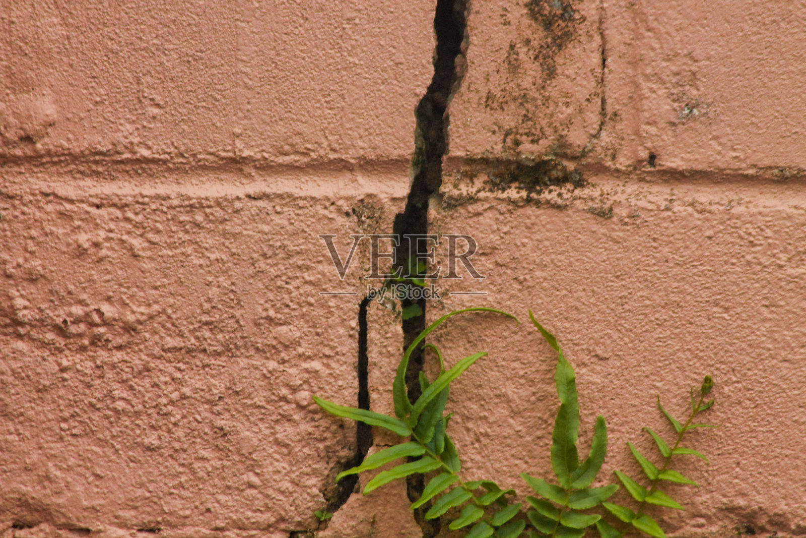 地震后裂开的墙壁。发霉和开裂的白washed墙壁照片摄影图片