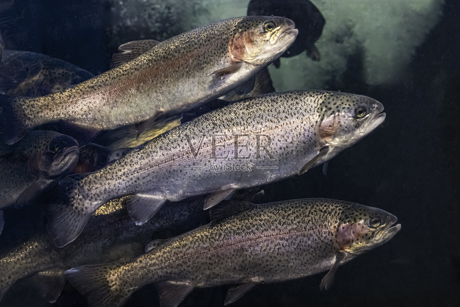 虹鳟鱼(Oncorhynchus mykiss)是一种原产于北美和亚洲太平洋冷水支流的鳟鱼。钢头鱼(有时称为钢头鳟)是沿海虹鳟鱼的一种洄游(海洋生长)形式。照片摄影图片