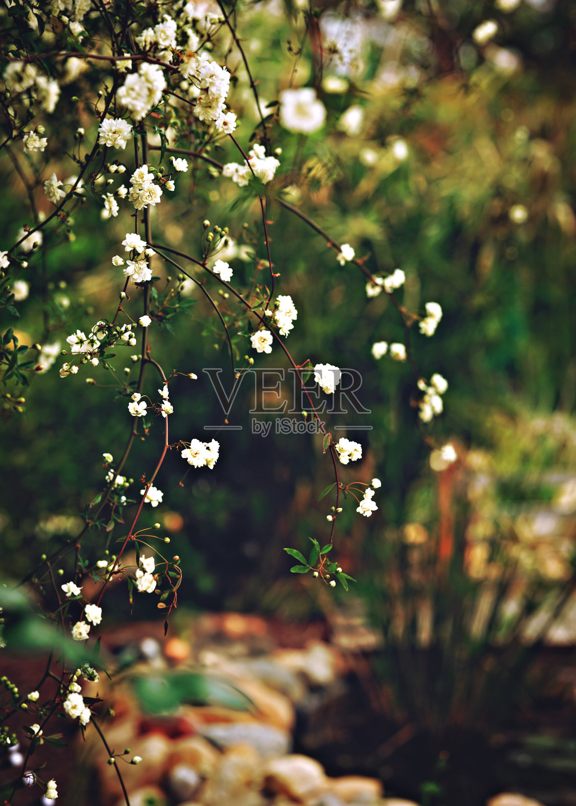 花园中美丽的小白玫瑰春季质感照片摄影图片