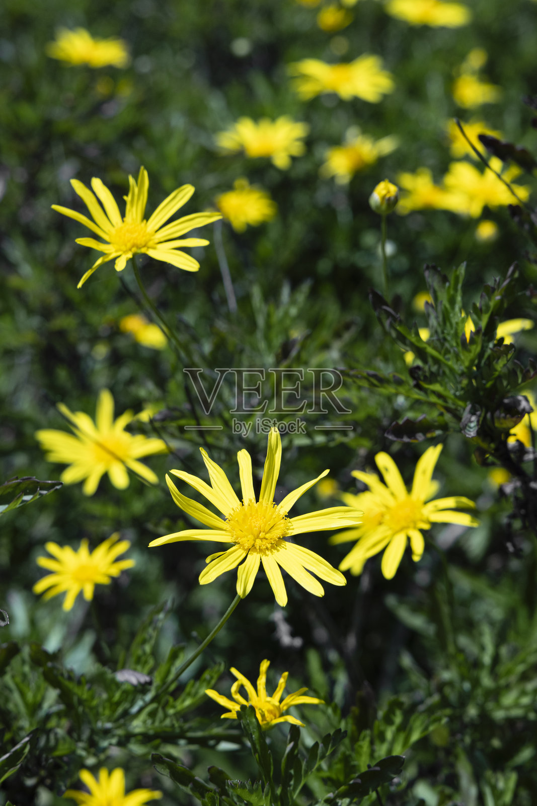 明亮的黄色灌木雏菊花盛开照片摄影图片