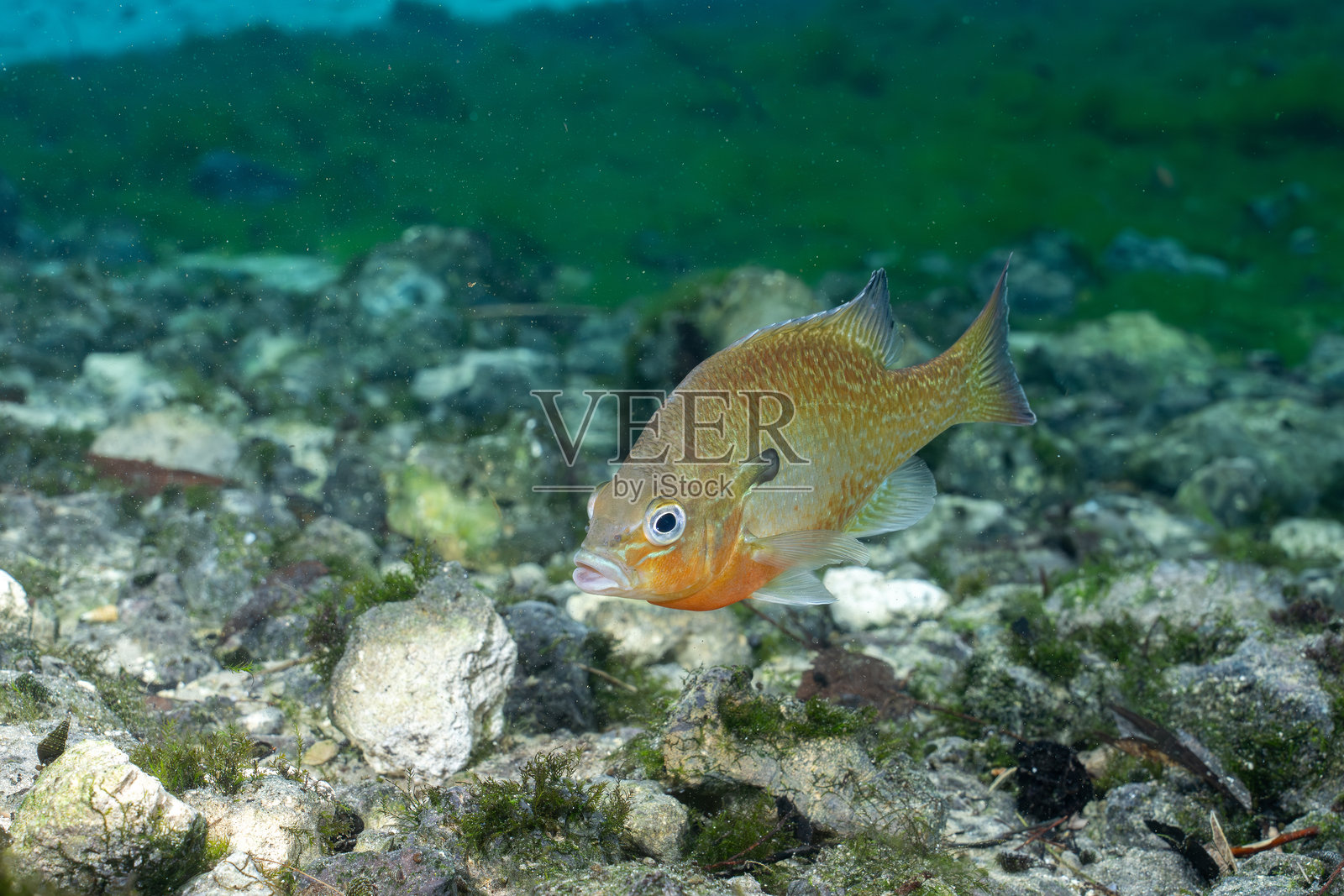 自然泉水中的红胸太阳鱼照片摄影图片