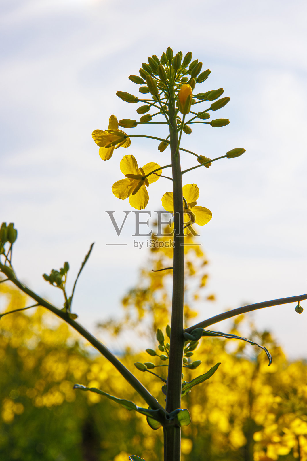 春天田野中盛开的鲜艳黄色油菜花特写,柔和的阳光照耀下,蓝天与白云相映成趣,选择性对焦。照片摄影图片