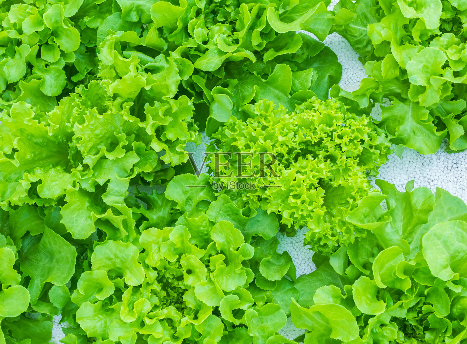 生菜蔬菜生食照片摄影图片