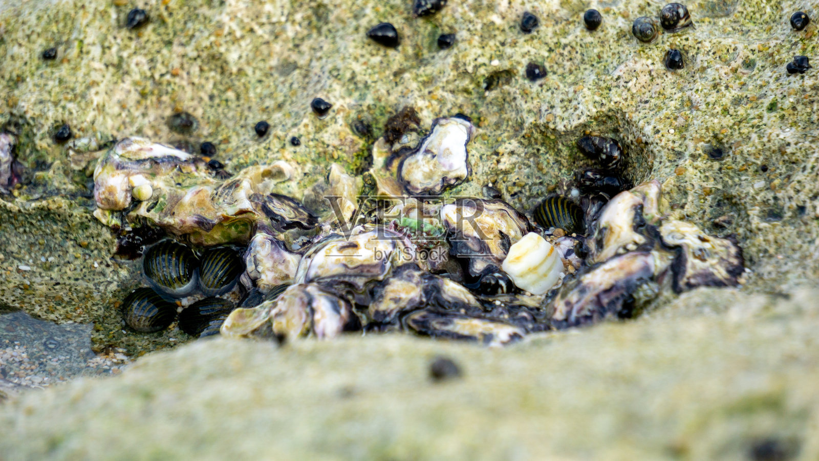 牡蛎附着在珊瑚上。牡蛎是生活在海洋或咸淡水栖息地的几种不同盐水双壳软体动物的通用名称。照片摄影图片