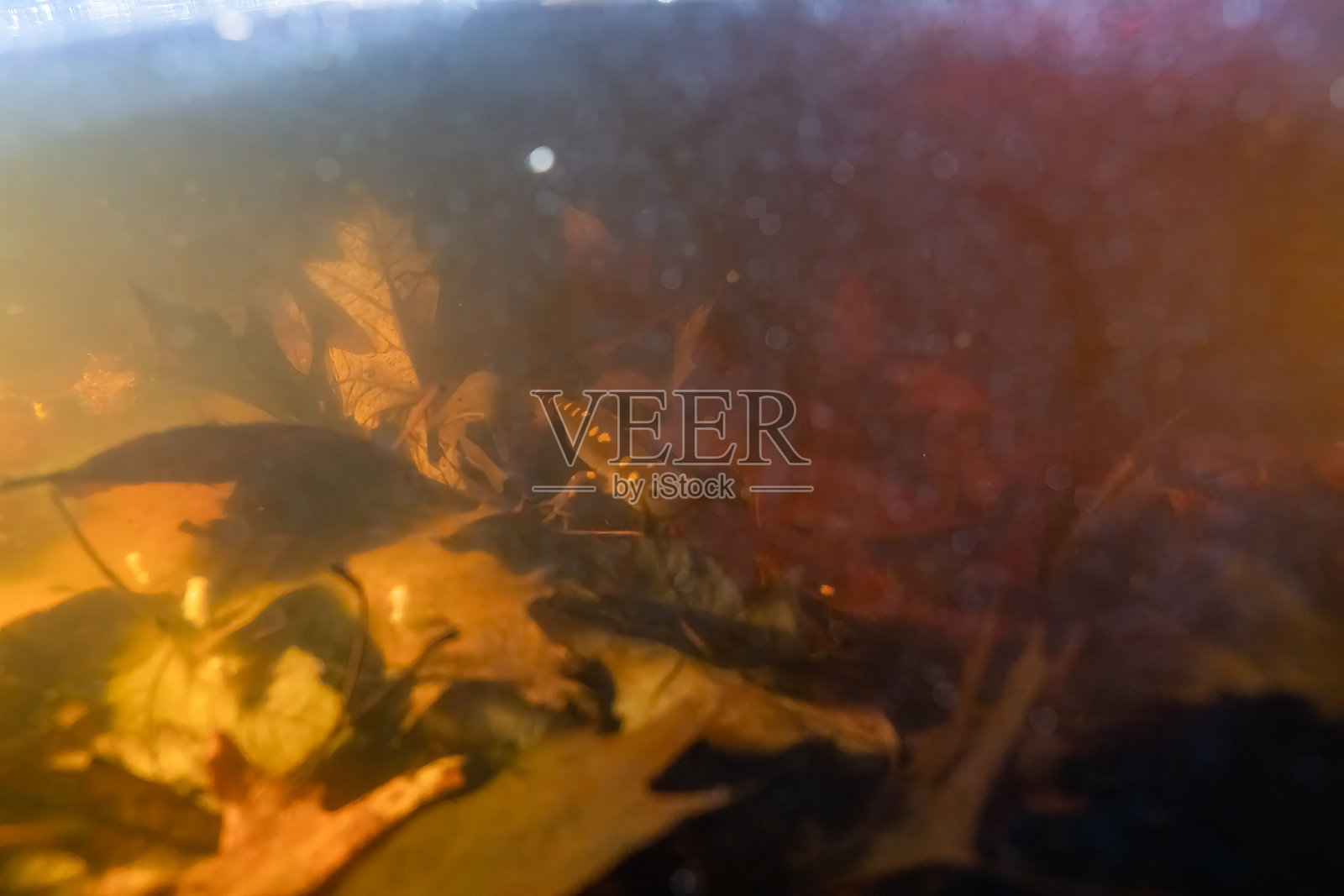 春季水池中的斑点蝾螈在水下照片摄影图片