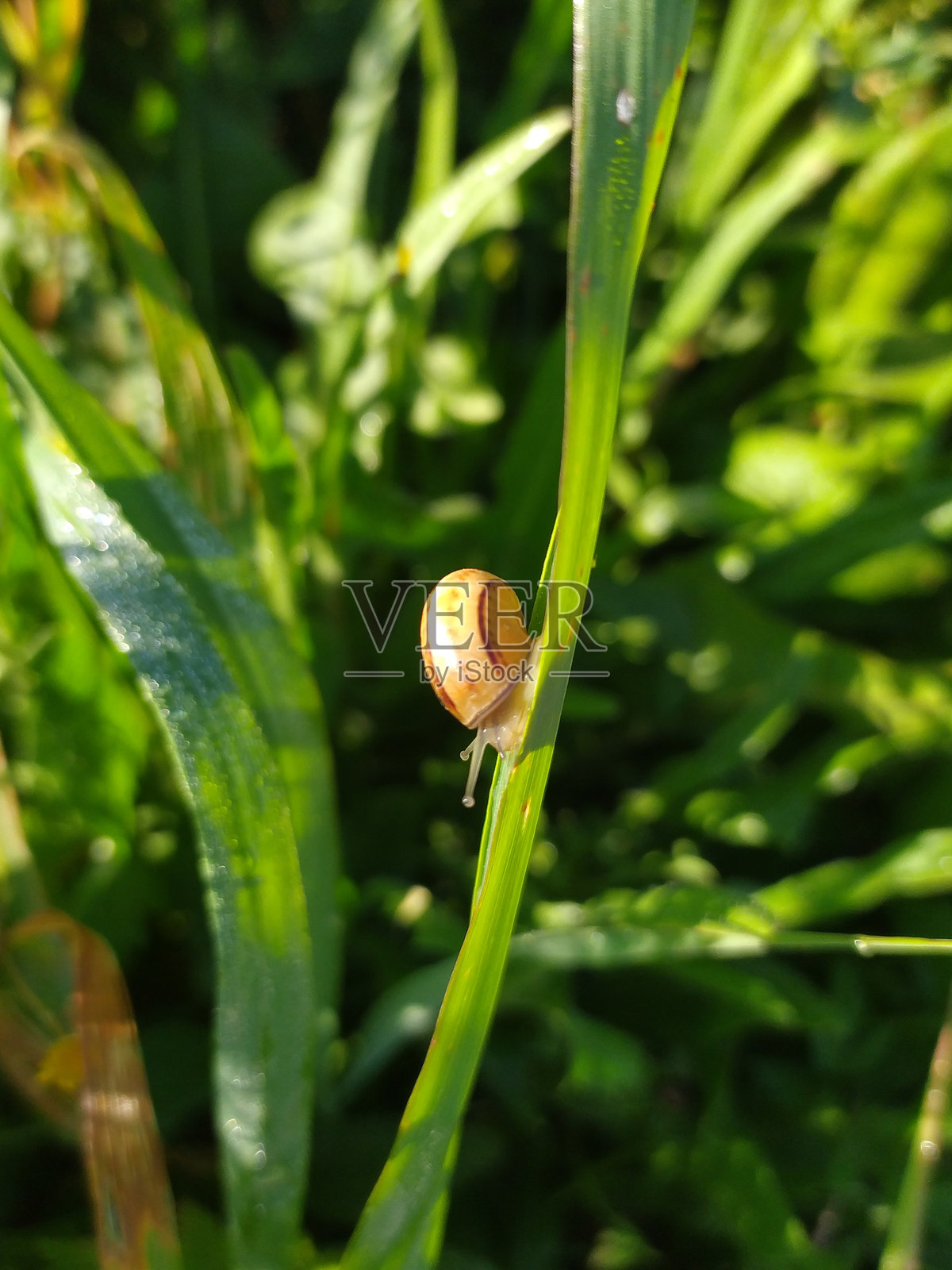 蜗牛在鲜艳的绿色草叶上的特写。象征着坚持、缓慢和自然之美。非常适合自然博客、慢生活或环保项目。照片摄影图片