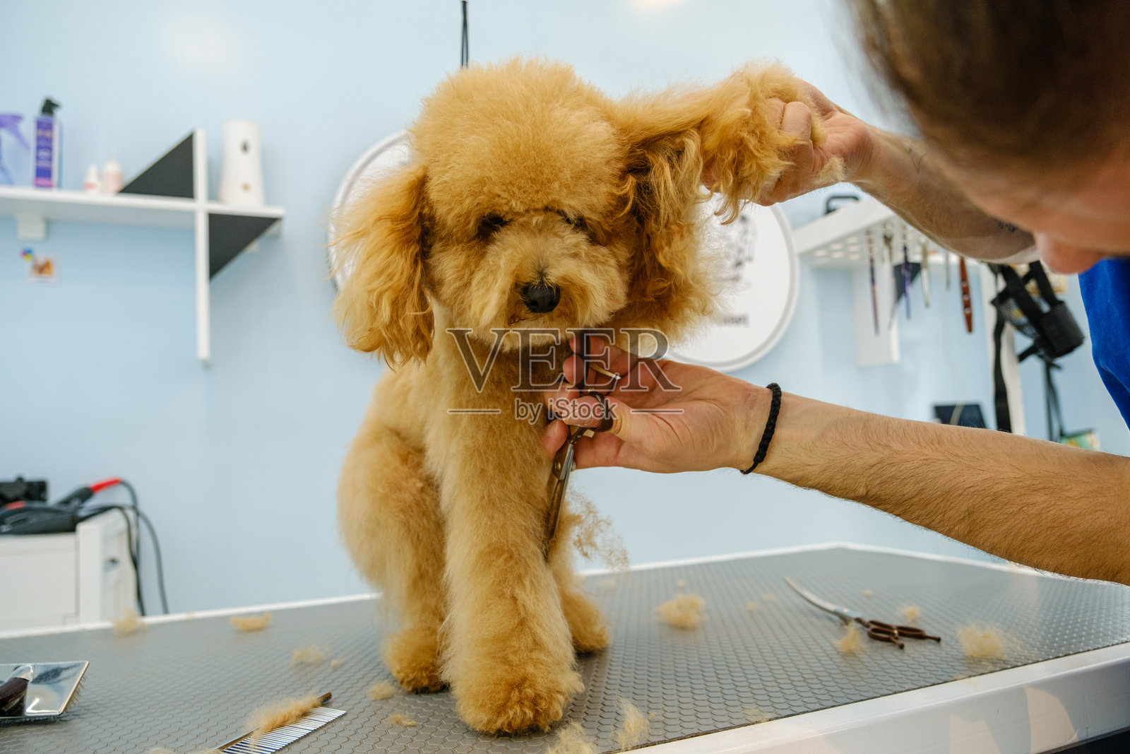 在一家宠物美容沙龙,一位中年男性美容师正在用剪刀修剪一只可爱的贵宾犬的毛发。照片摄影图片