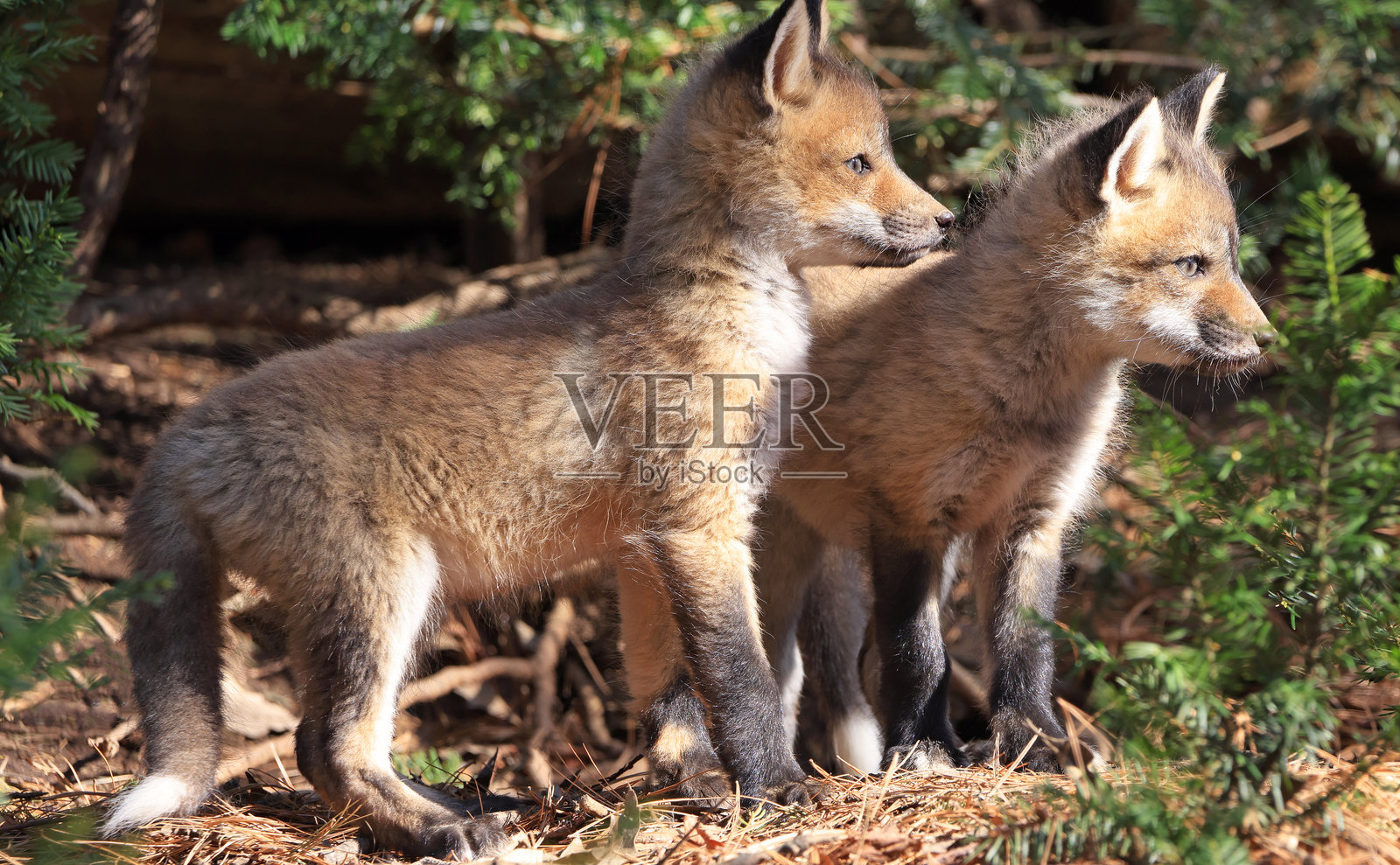 森林中的红狐幼崽群像照片摄影图片
