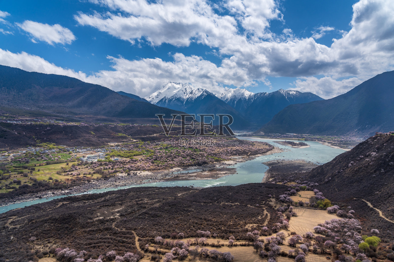 西藏的桃花与雪山照片摄影图片