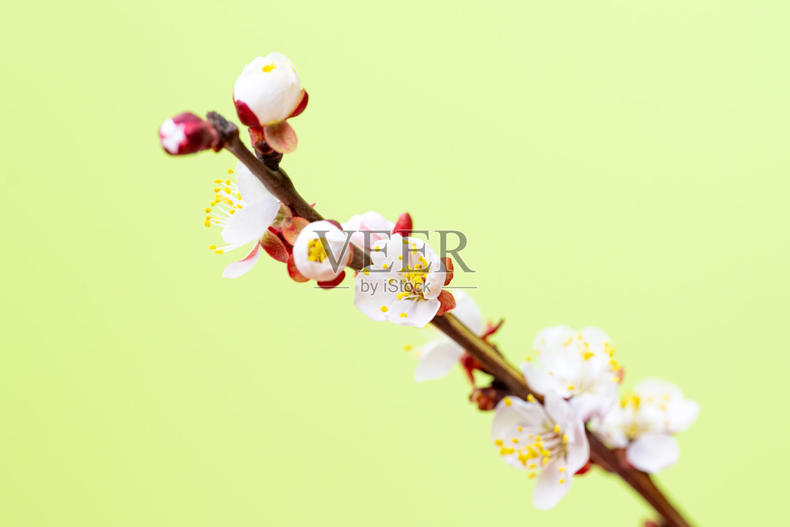 带有杏花的树枝照片摄影图片