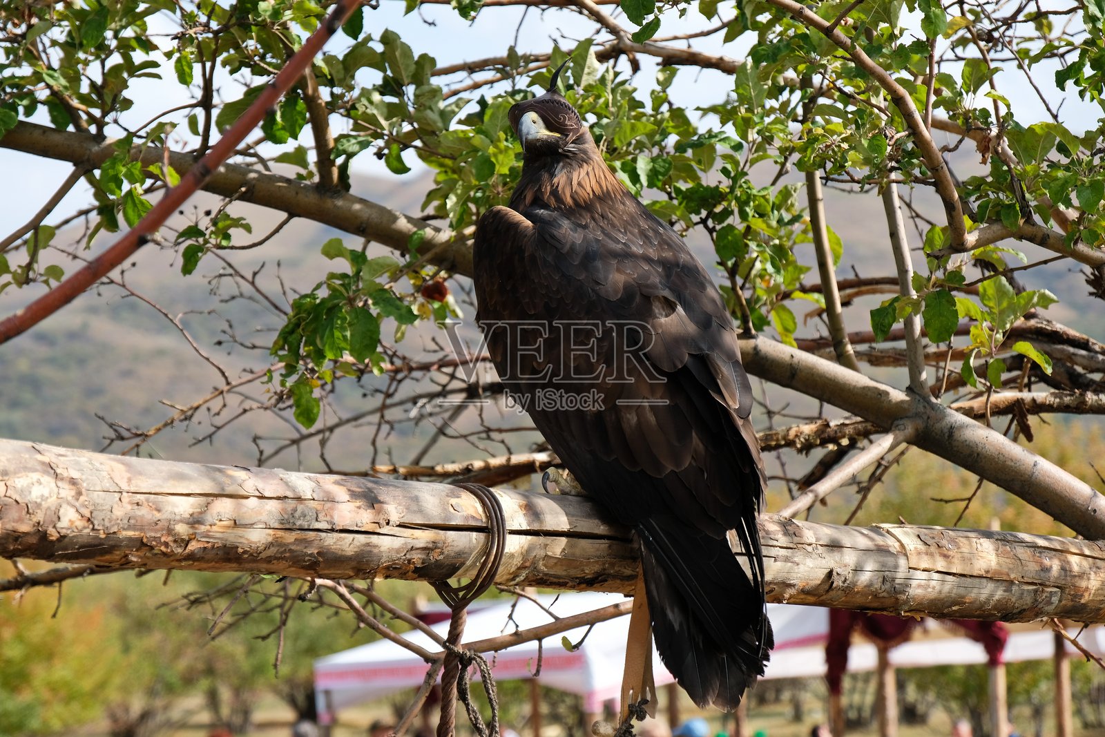 金雕照片摄影图片