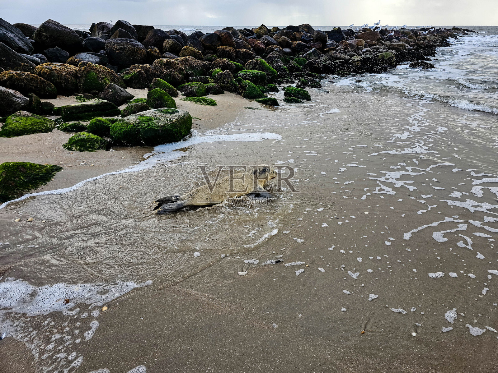 朱特兰照片摄影图片