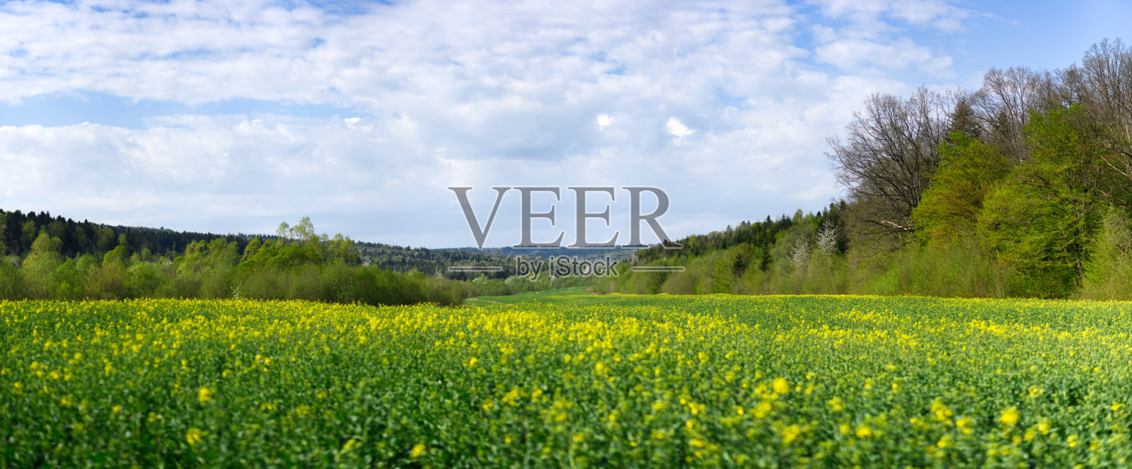 夏季风景与农业油菜花田照片摄影图片