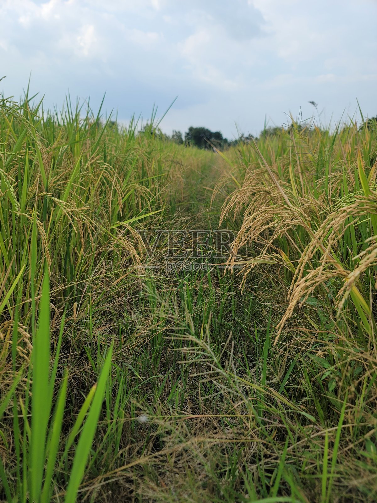 稻谷已准备好收割照片摄影图片