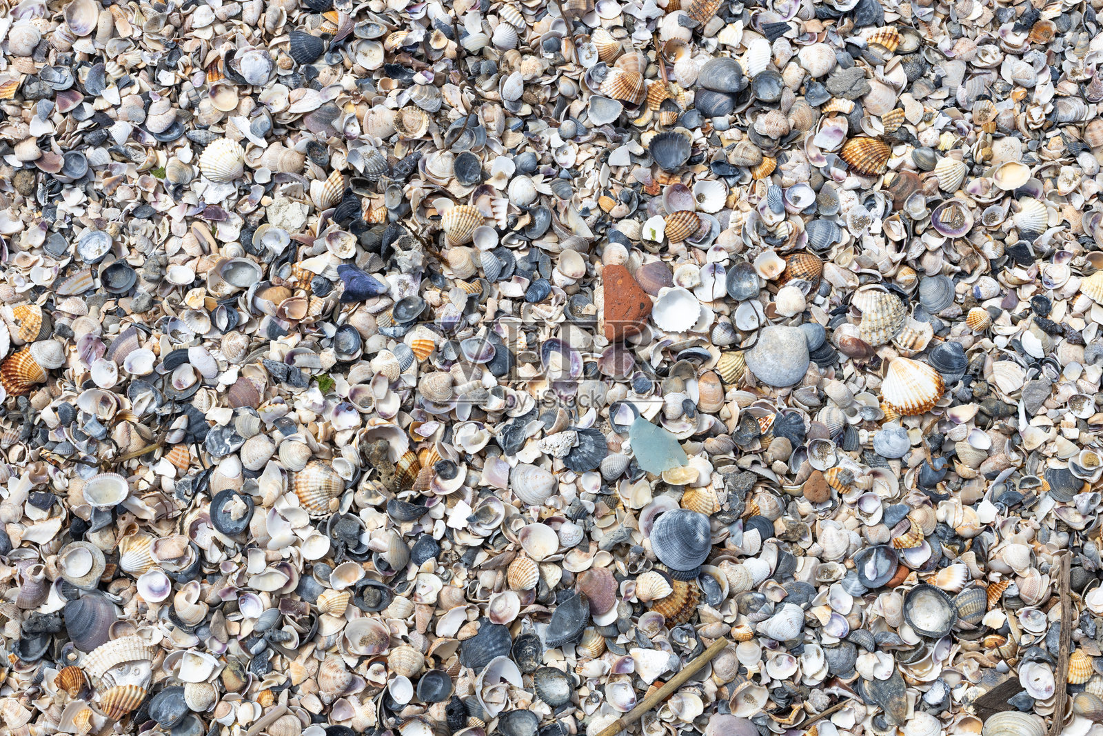 五彩斑斓的海贝壳覆盖在沙滩上照片摄影图片